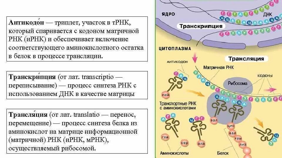 Рнк блокирует. Транскрипция и трансляция Биосинтез белка. Биосинтез белка репликация транскрипция трансляция.