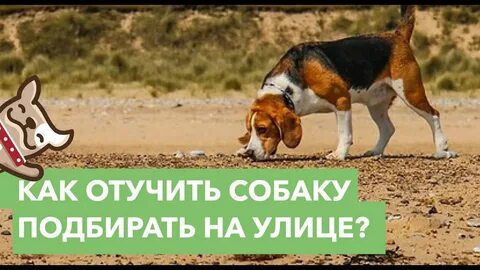 Как отучить щенка подбирать с земли