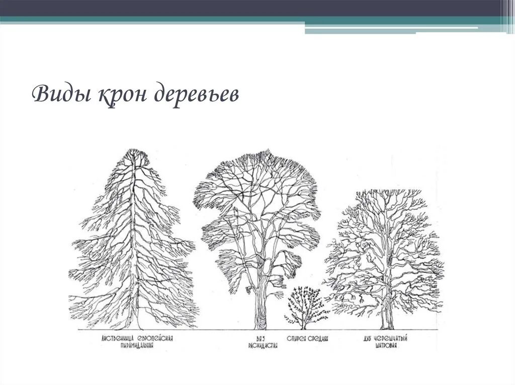 Крона дерева состоит. Виды крон деревьев. форма кроны лиственных деревьев. кроны деревьев схема. крона дерева виды.