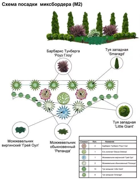 Миксбордер из хвойных и многолетников схемы. Клумба из хвойников и кустарников схема. Схема посадки туи Даника. Миксбордеры из хвойников схемы. Хвойные схема