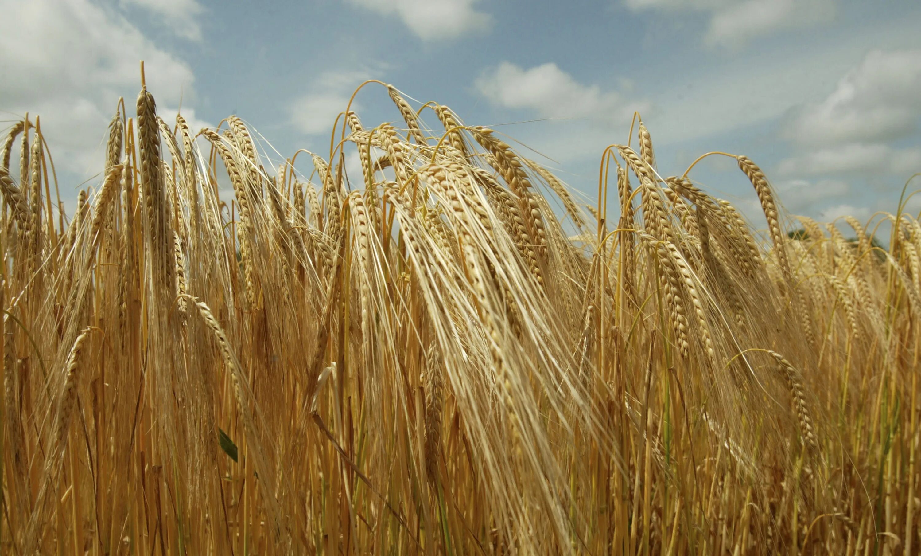 Ячмень посевной. Возделывание Яровой пшеницы. Пшеница Яровая Ирень. Технология возделывания Яровой пшеницы. Яровая рожь.