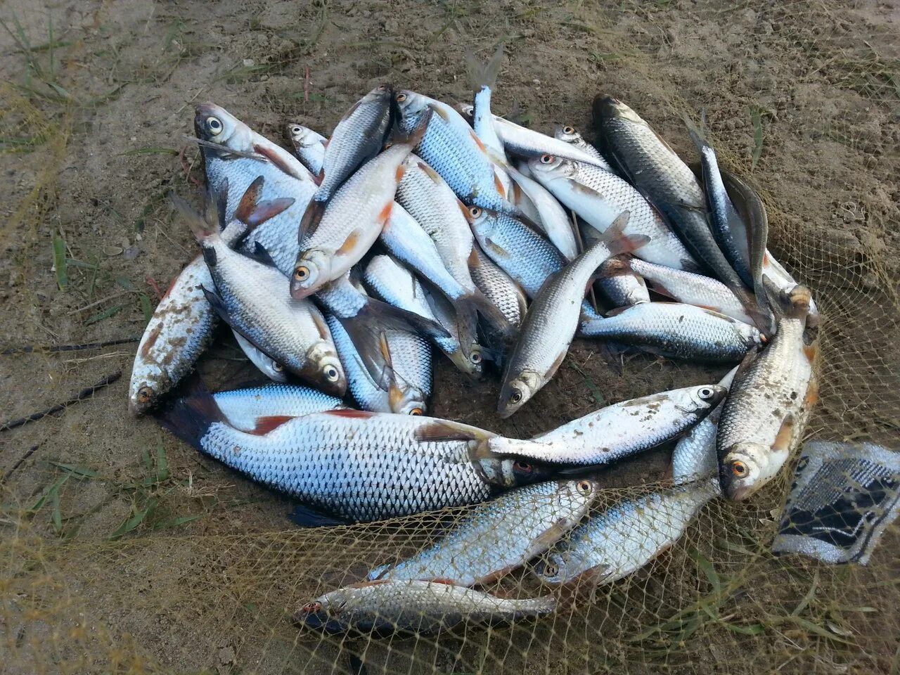 Рыбалка в чувашии. Уловы чебоксарского водохранилища. рыбы водоемов татарстана. усландыр-янишево чувашия рыбалка. прудовая рыба в нн.