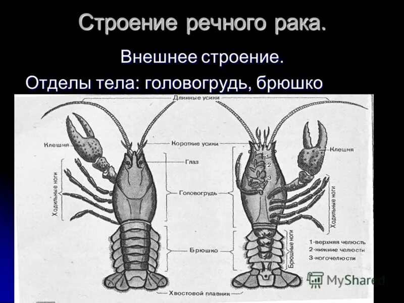 Усики речного рака. Внешнее строение ракообразных. Строение панциря ракообразных. Тело ракообразных. Конечности членистоногих ракообразных.