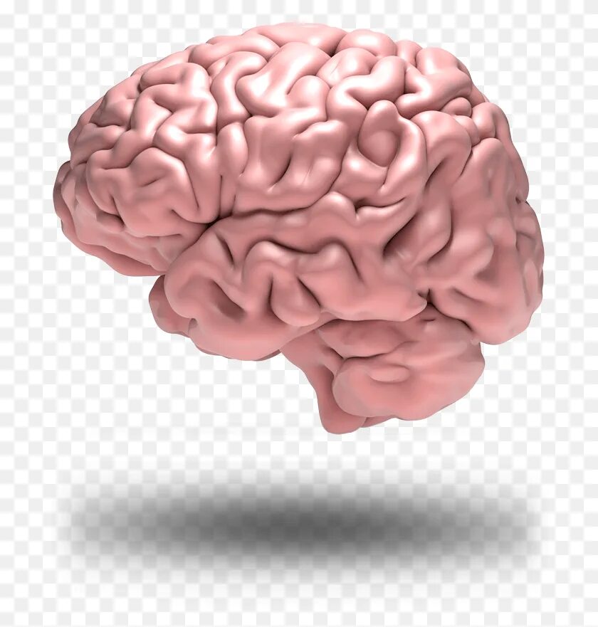 Мозги картинка. Мозг на белом фоне. Мозг без фона.