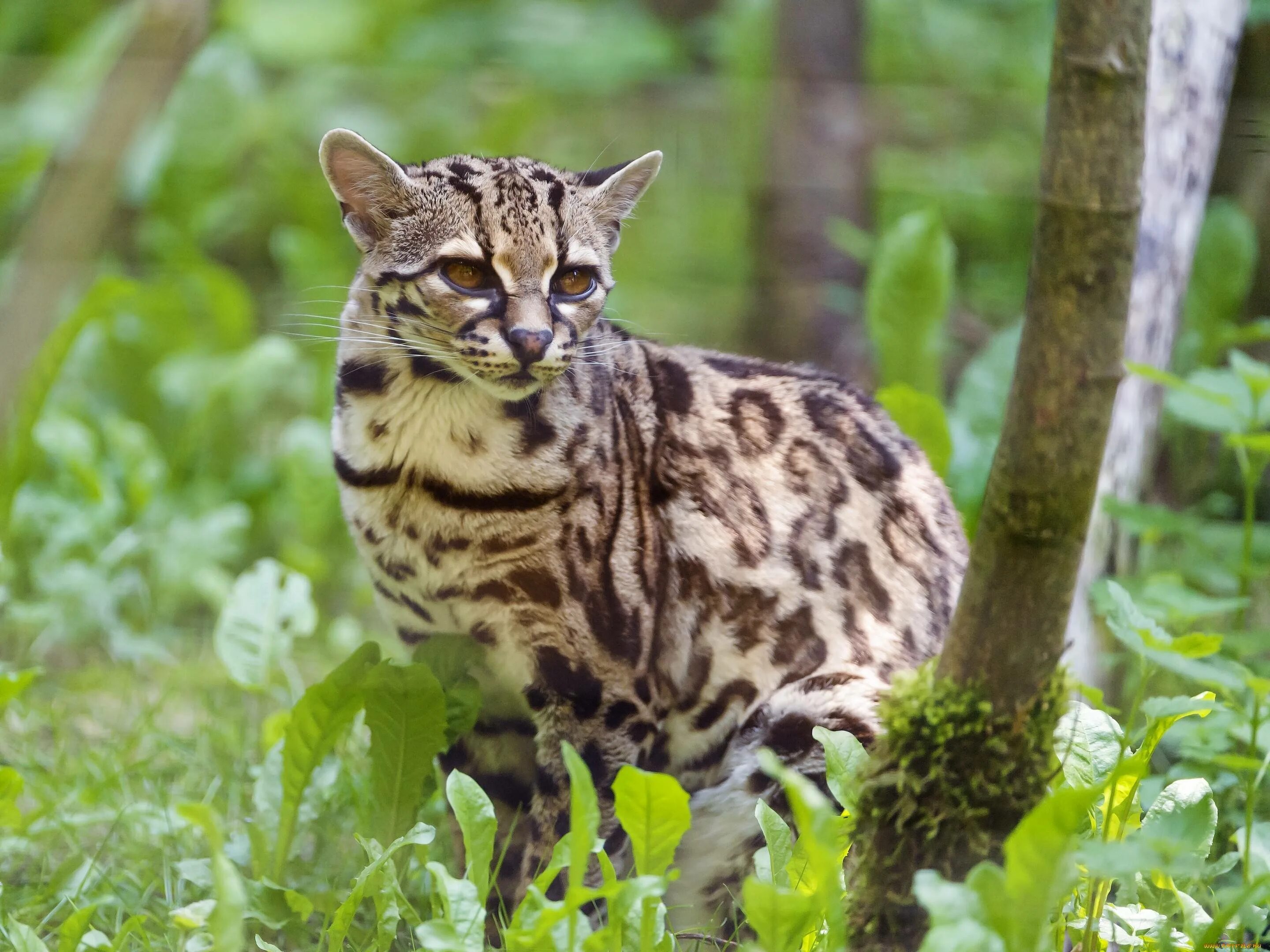Порода кошек сканворд. Оцелот, онцилла, Маргай. Леопард онцилла. Оцелот (leopardus pardalis). Оцелот Южная Америка.