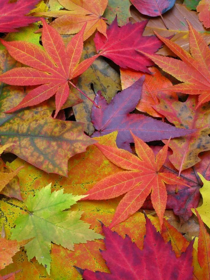 Осенние листья. Разноцветные листья. Осенняя листва. Красивые осенние листья.