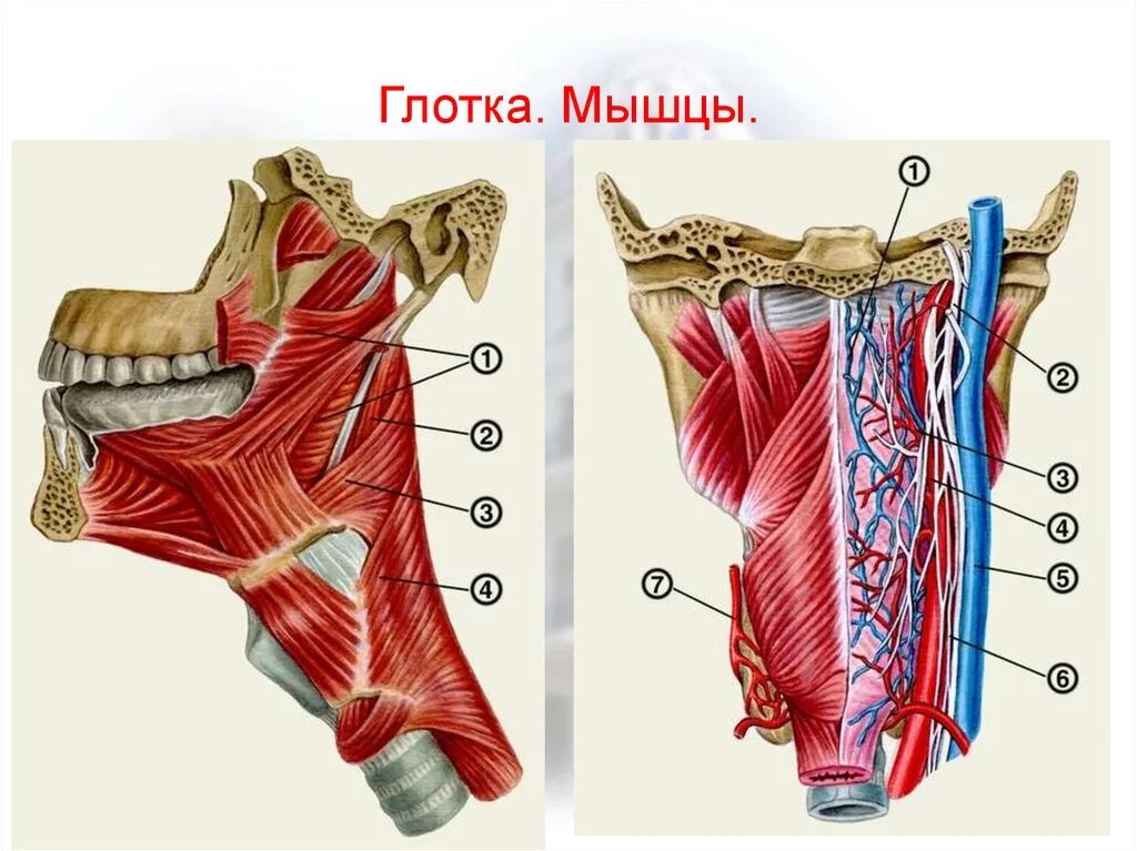 Глоточные мышцы глотки. Мышцы глотки анатомия. Скелетные мышцы глотки. Продольные мышцы глотки.