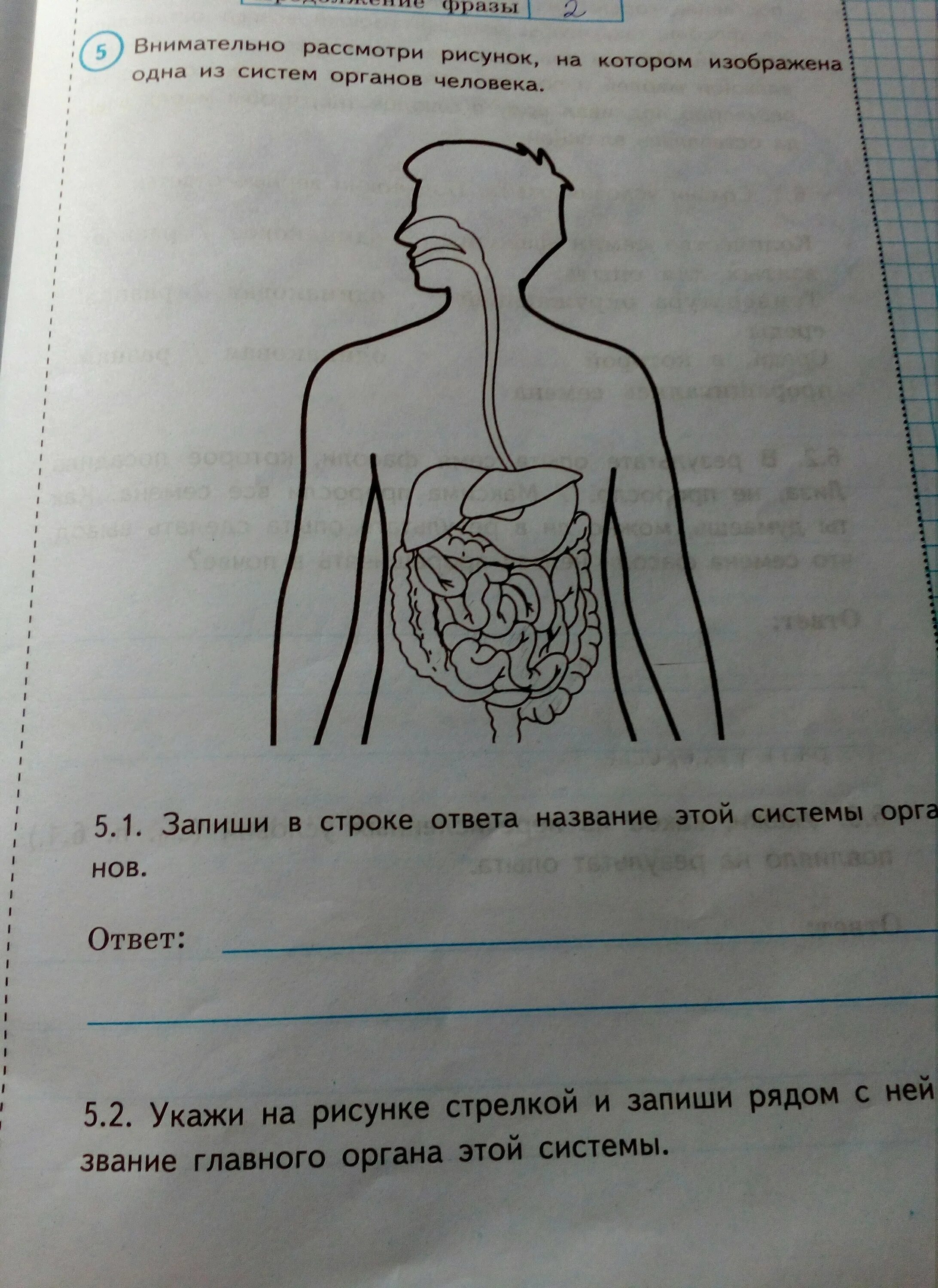 Рассмотри рисунок на котором изображен. Органы человека ВПР 4 класс. Одна из систем органов человека ВПР 4 класс. ВПР окружающий мир тело человека. Внимательно рассмотри рисунок.