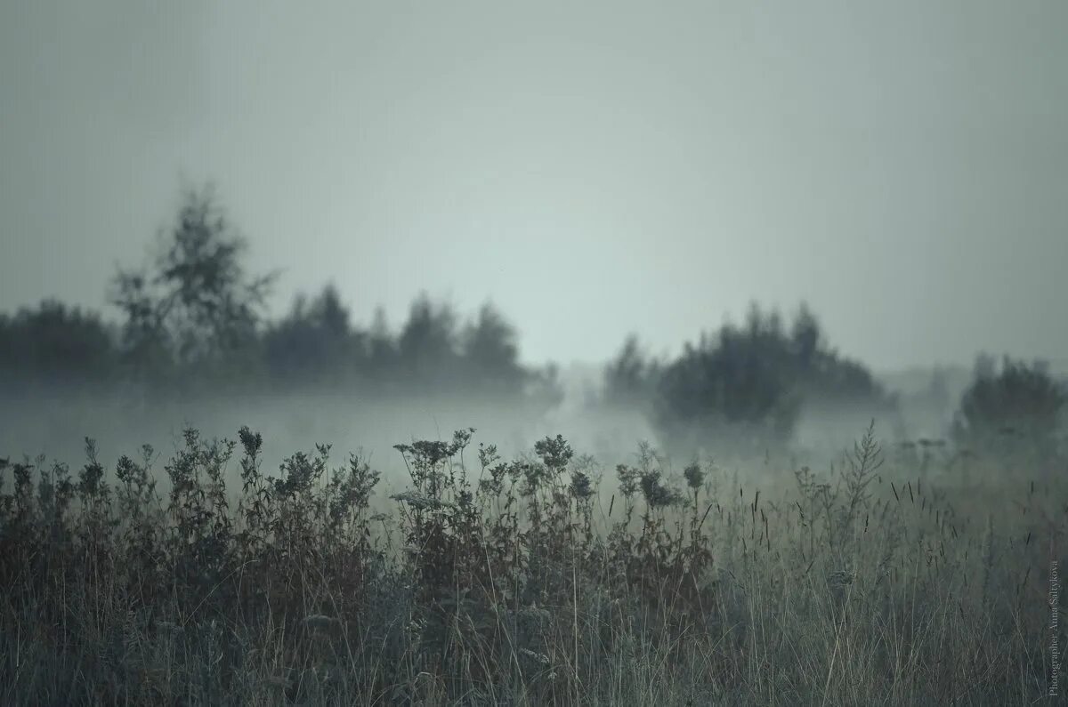 туман над болотом. выкса туман. мрачное поле в тумане. поле в тумане. картинку земли в тумане.