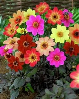 Pin van Mona Moni op Dahlia Wilde bloemen, Tulpen, Bloemen.