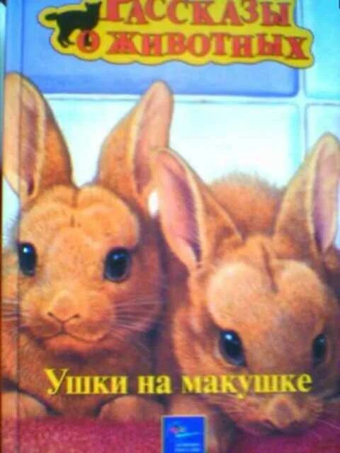 Ушки на макушке. Ушки на макушке фразеологизм. Ушки на макушке архивы. Ушки на макушке фразеологизм. Ушки на макушке архивы.