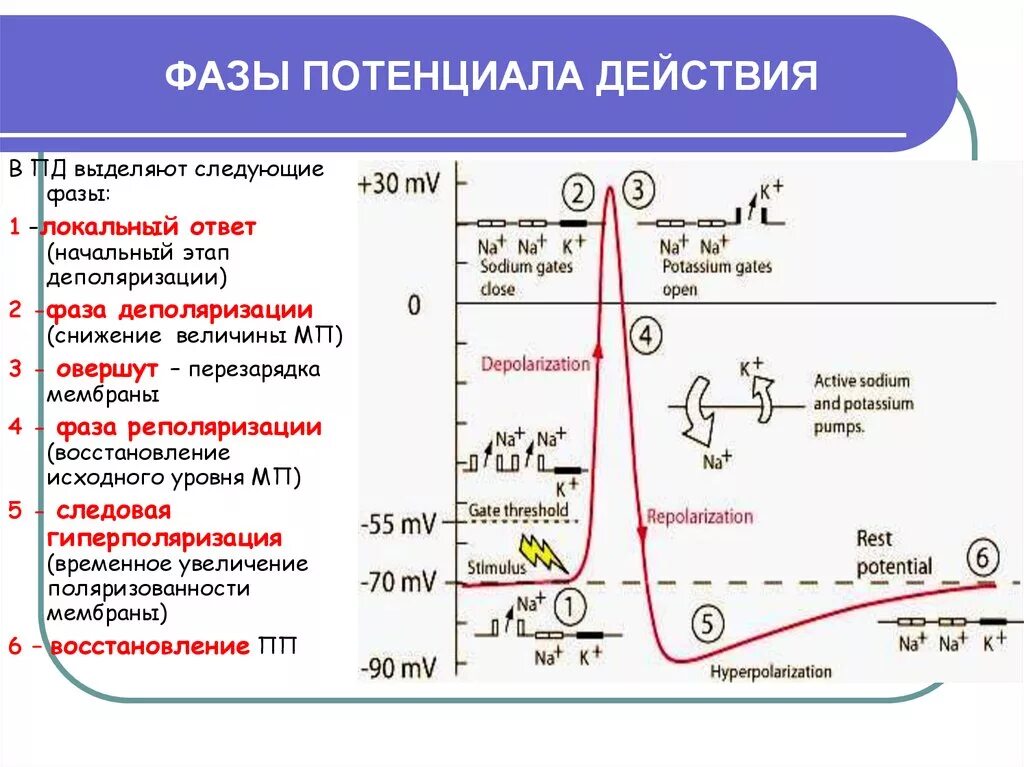 Максимальное использование потенциала. Механизм формирования потенциала действия. Механизм формирования потенциала действия и потенциала покоя. Схема формирования мембранного потенциала покоя. Потенциал покоя и потенциал действия физиология.