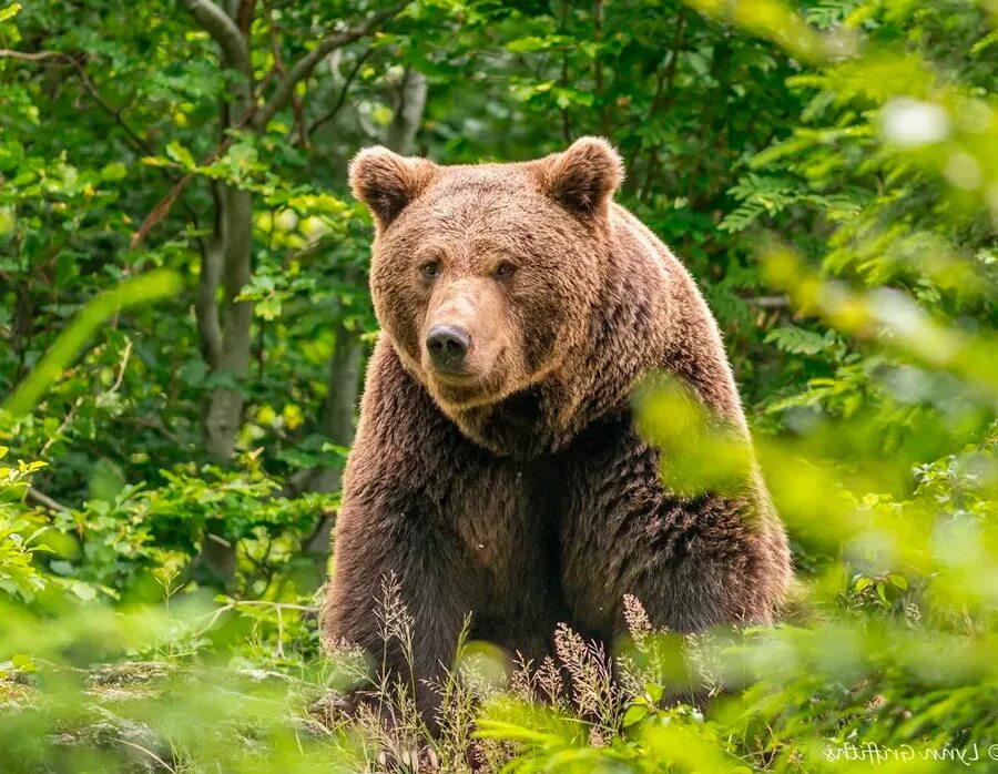 Медведь живет в степи. Уссурийский бурый медведь. Медведь в лесу. Медведь косолапый. Красивый медведь.