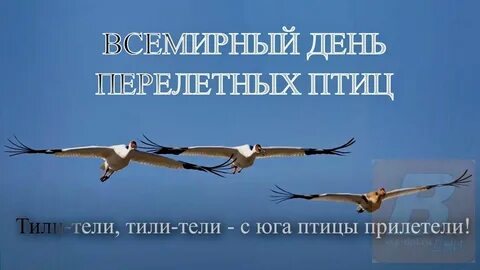 День мигрирующих птиц 2024