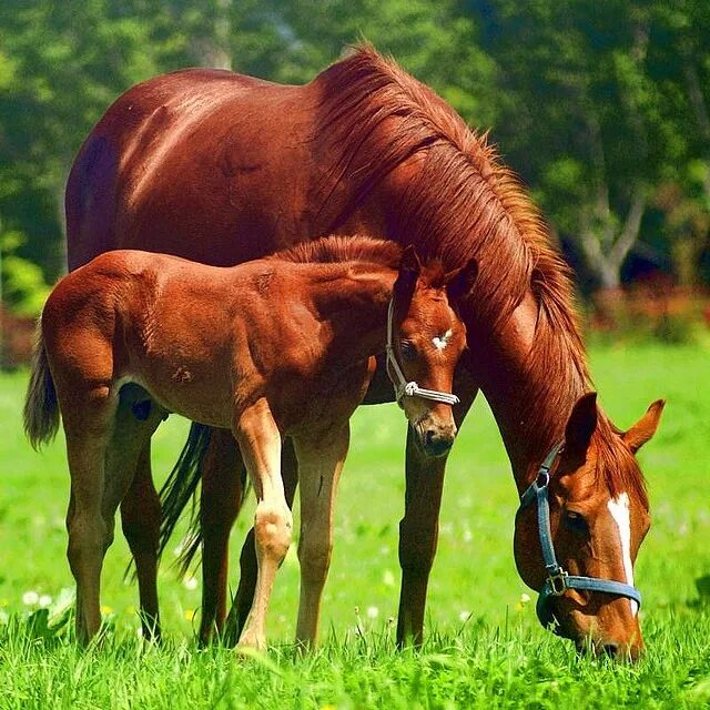 «лошадь с жеребенком» а. гнедая лошадь с жеребенком. конь кобыла жеребенок. кобыла с жеребенком. жеребенок.