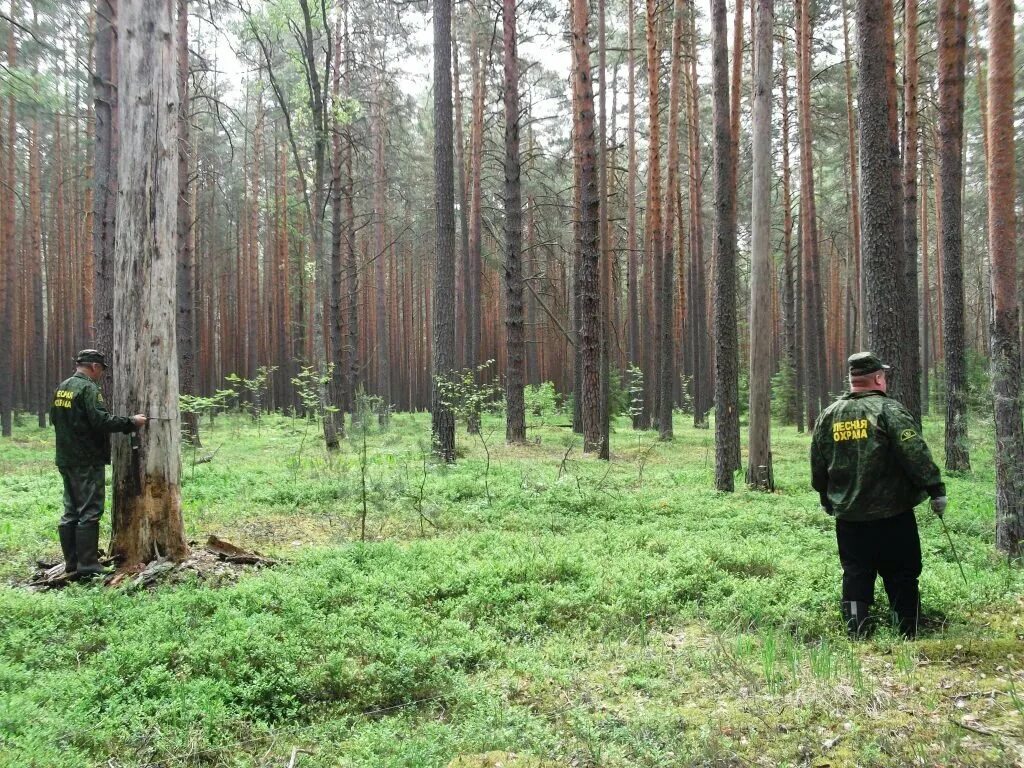 Отбор деревьев в рубку