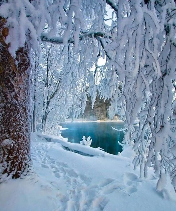 Зимняя природа. Красивая зима. Красота зимы. Зимний лес.
