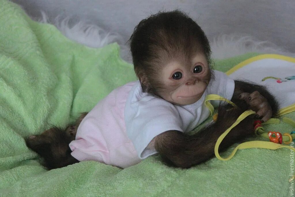 Купить обезьяну домашнюю живую