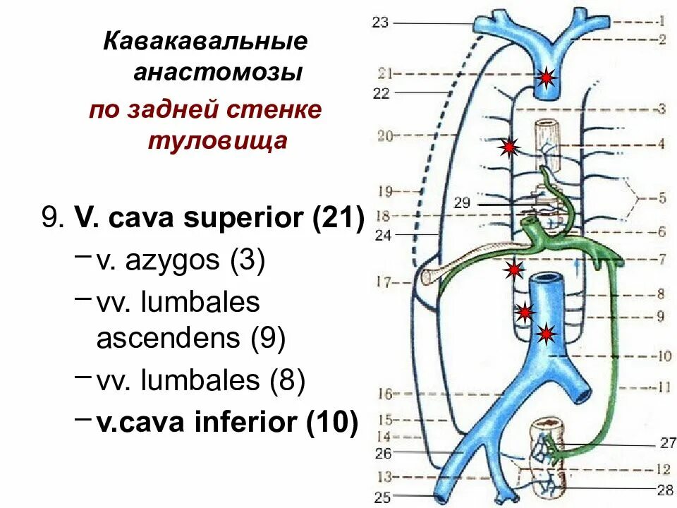 Значение кава кавальных анастомозов. Портокавальные и кавакавальные анастомозы анатомия. расширенные кавакавальные анастомозы. вена азигос. коллатерали шаффера.