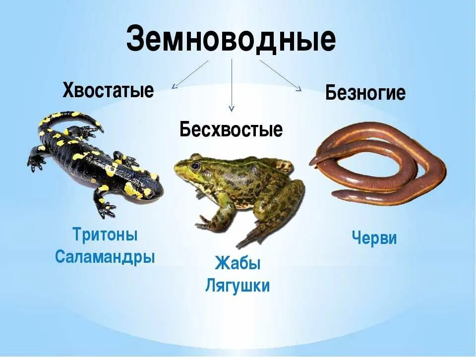 Приведите три примера пресмыкающихся. Земноводные животные список. Земноводные хвостатые бесхвостые безногие. Таблица отряд безногие хвостатые бесхвостые. Класс земноводные примеры животных.