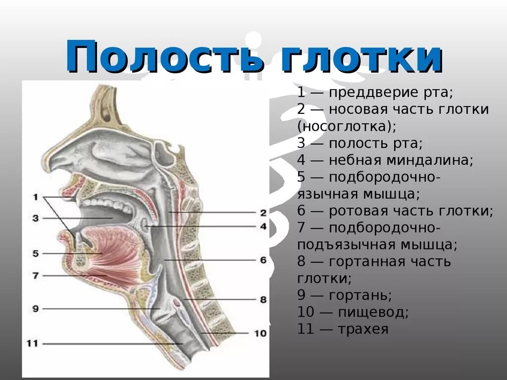 В состав какой системы входит гортань. Строение глотки сбоку. Строение носоглотки сбоку. Носоглотка строение анатомия. Полость гортани анатомия строение.