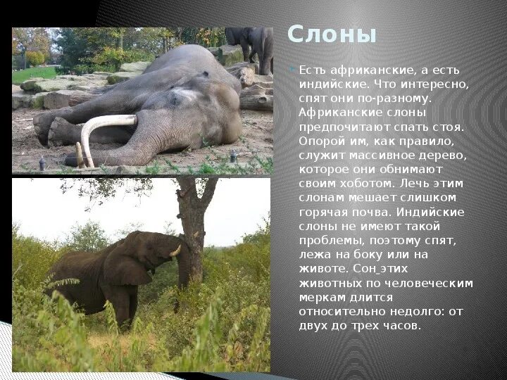 Где стоят слоны. Слоны спят стоя. Спящие слоны. Африканские слоны спят. Презентация как спят животные.