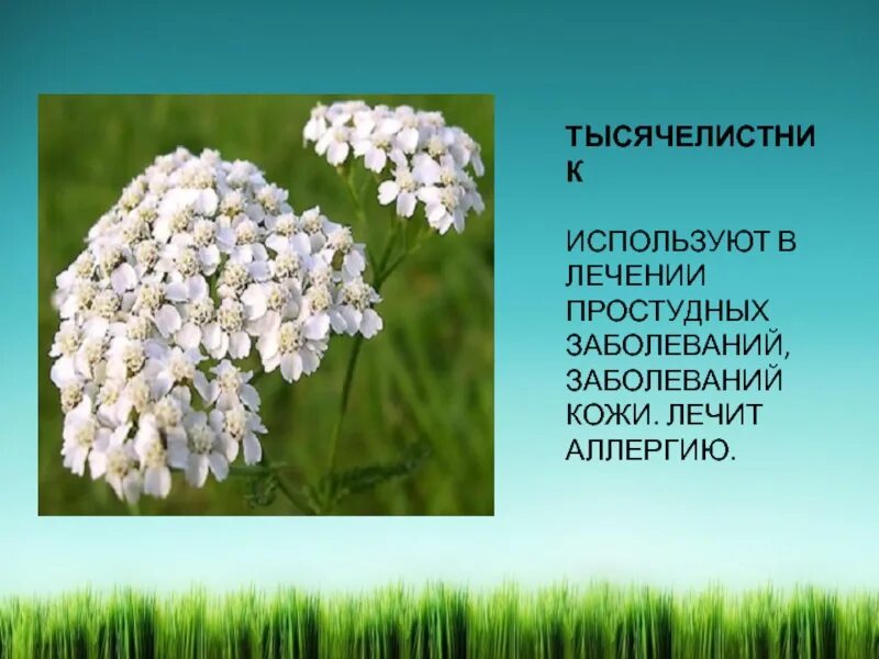Лопух название. Трава у нашего дома окружающий мир. Тысячелистник. Травянистые растения у нашего дома. Травка для презентации.