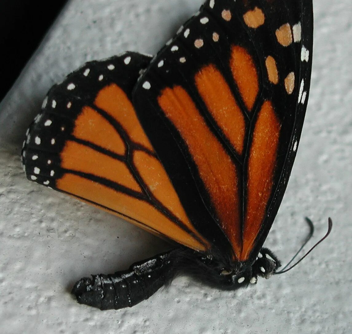 Бабочка черно оранжевая. Бабочка Махаон черно оранжевая. Бабочка Монарх 3. Бабочка Монарх строение. Nikoza бабочка.