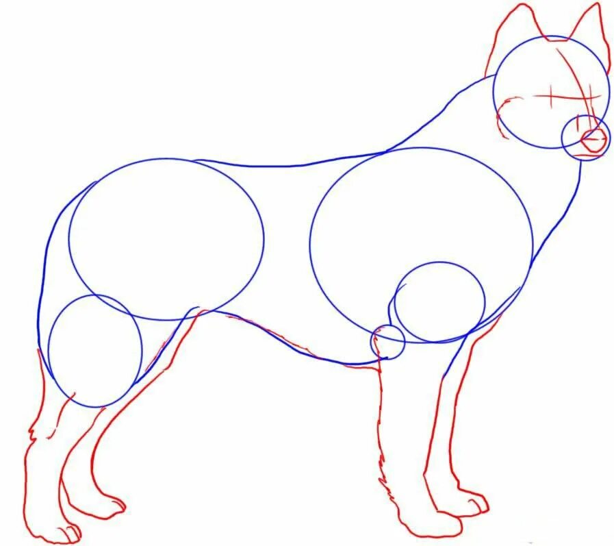 Как сделать рисунок собак. Собака рисунок карандашом поэтапно. поэтапное рисование хаски карандашом. рисовалка собака. рисунок хаски поэтапно.