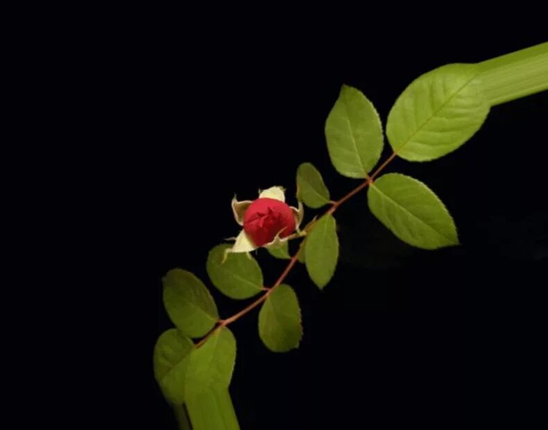 Распускание цветов. Распустившаяся роза. Видео цветы распускаются. Мелодия цветы распускаются. Awesome blossom.