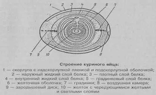 Халаза куриного яйца. Равномерно ли распределены поры по поверхности скорлупы. Внутреннее строение яйца и функции. Строение яйца птицы. Строение яйца.
