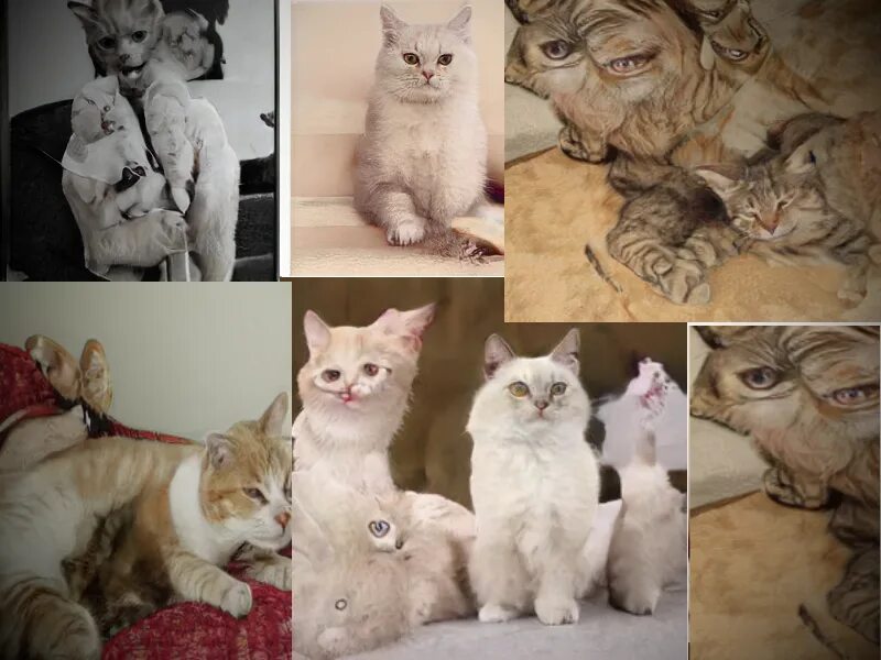 Сгенерировать кота