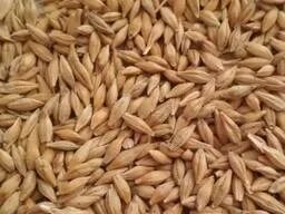 Секс әже немересін қалайды