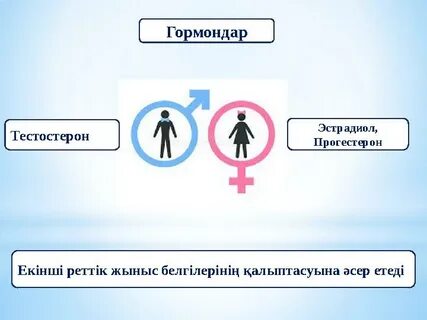 Мас әйел шлюха Екінші бөлім