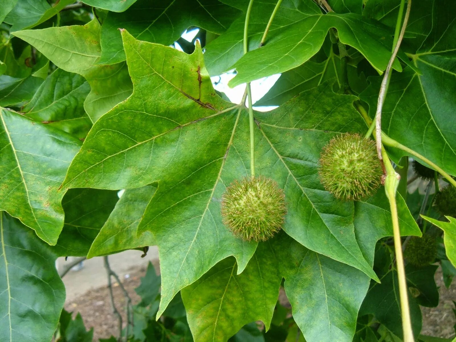Что такое чинара. Платан Чинара дерево. Платан кленолистный листья. Платан кленолистный (Platanus × acerifolia). Платан Восточный (Platanus orientalis).