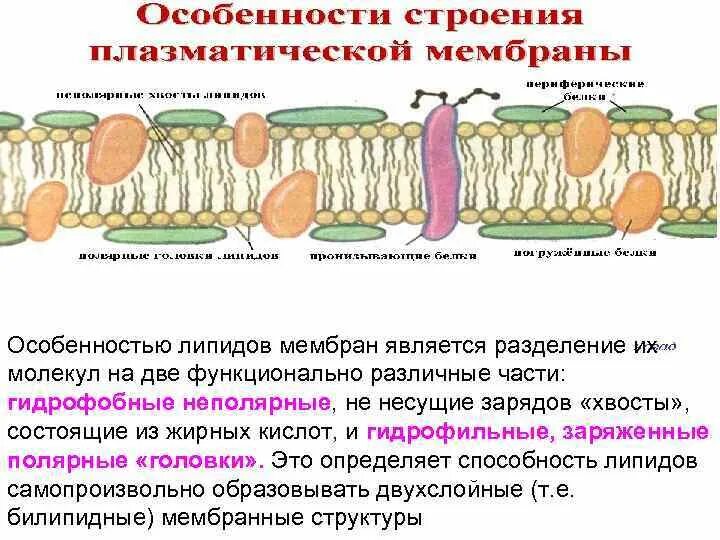 Основное свойство плазматической. Клеточная мембрана плазмалемма. Цитоплазматическая мембрана плазмолемма. Мембрана строение плазмолемма. Полуинтегральные белки плазматической мембраны.