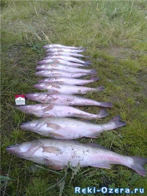 Волчихинское водохранилище рыба. Волчихинское водохранилище свердловская область. Отчёты о рыбалке на волчихинском водохранилище 2022 осень первый лед. Волчихинское водохранилище рыбалка. Волчихинское водохранилище какая рыба водится.