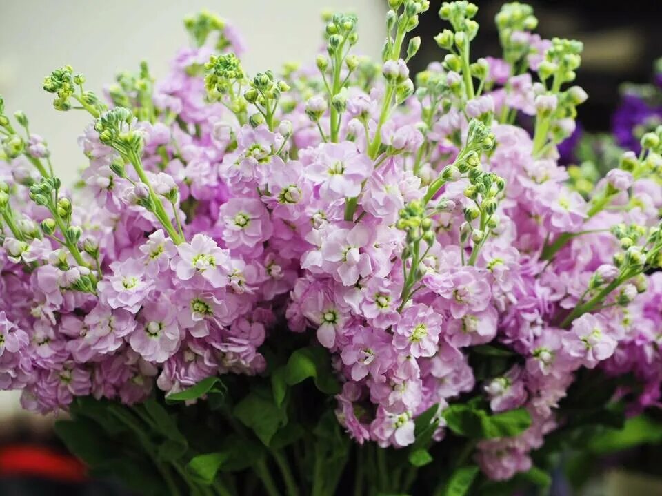 Маттиола левкой. Маттиола кустовая. Маттиола синдерелла. Маттиола левкой. Цветов маттиола.