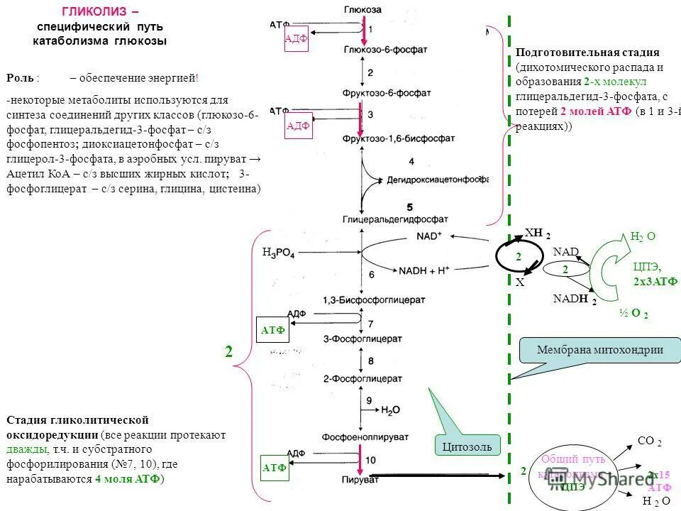 2 моль атф. Схема 2 этапа гликолиза. Гликолиз это дихотомический путь. Гликолиз Центральный путь катаболизма Глюкозы. Дихотомический распад Глюкозы схема.