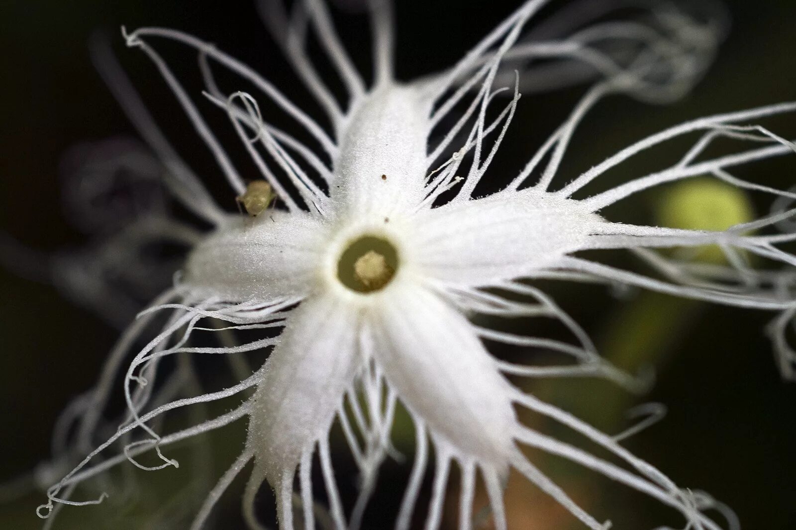 Trichosanthes cucumerina. Трихозант змеевидный. Трихозант цветок. Трихозант семена. Загадочные растения