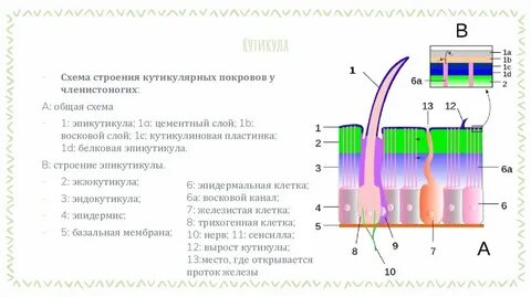 Роль эпикутикулы в водном обмене насекомого