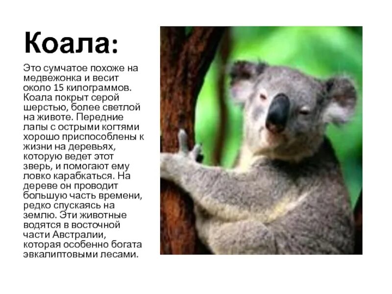 Сообщение про коалу. Отряд сумчатые коала. Коала информация для детей. Коала сведения о животном. Коала интересное для детей.