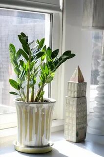 Комнатный цветок замиокулькас