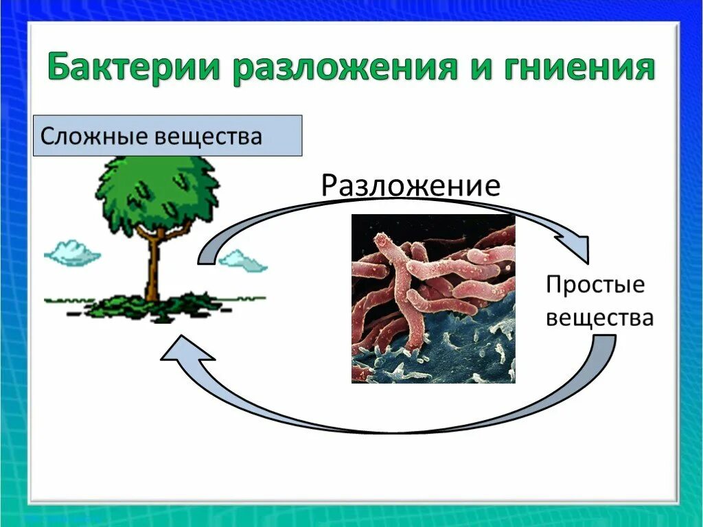 Бактерии гниения. Бактерии разложения. Разложение микроорганизмов. Бактерии разложения и гниения картинки.