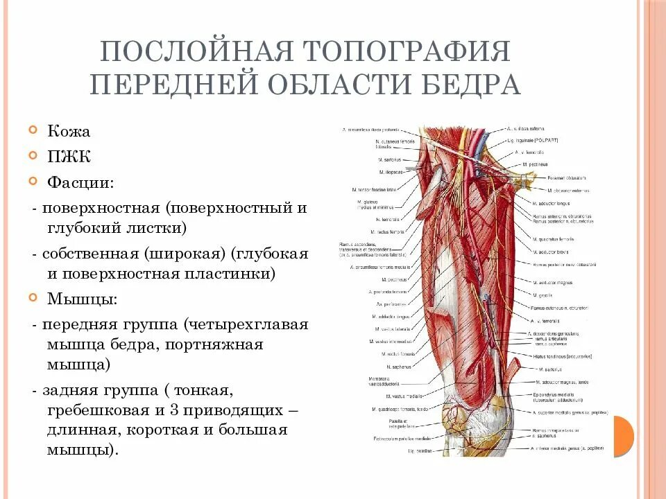 Гунтеров канал. Мышцы нижней конечности топографическая анатомия. Топографическая анатомия нижней конечности. Бедро (передняя область). Передняя область бедра послойное строение. Передняя поверхность бедра топографическая анатомия мышцы.