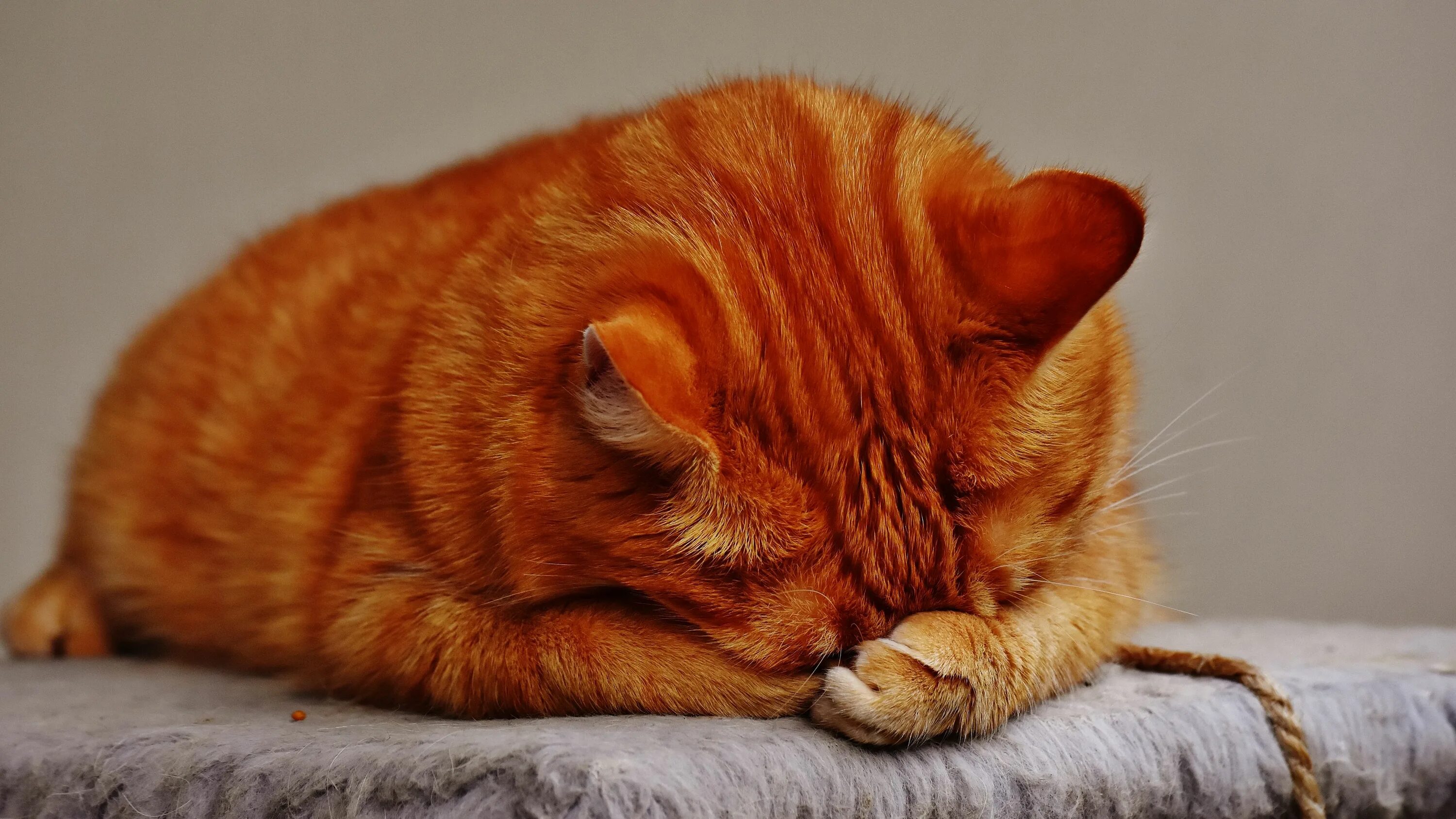 Кот прячет нос. Рыжий кот. рыжая кошка. рыжий котик. ры жж ая кошка.