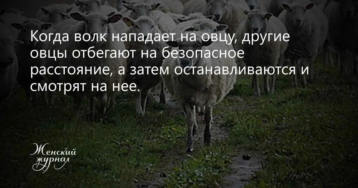 Всю жизнь овца волков. Баран цитаты. Цитаты про овец. Цитаты про овечек.