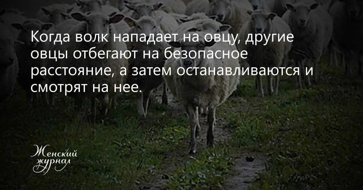 Стадо близкое по значению