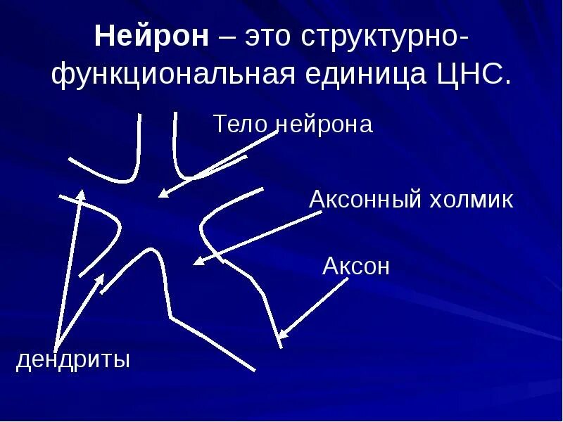 Нейрон как функциональная единица цнс. Нейрон структурно-функциональная единица нервной системы. структурно функциональная единица цнс. нейрон это структурная единица. нейрон как структурно-функциональная единица цнс.