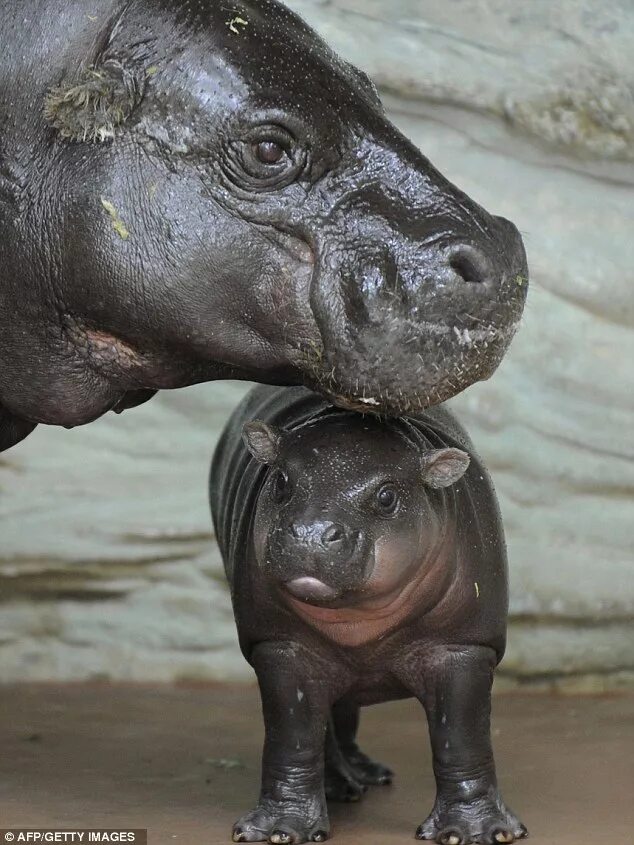 Новорожденный карликовый бегемот. Самка бегемота. Карликовый бегемот детеныш. Африканские карликовые бегемоты. Карликовый бегемот.